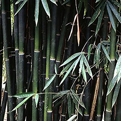 Schizostachyum funghomii - Funghom Bamboo, Funghom Grass, Funghom Bluestem