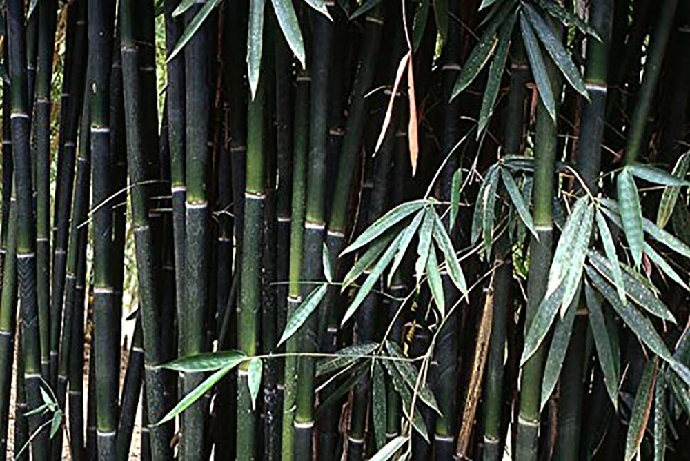 Schizostachyum funghomii - Funghom Bamboo, Funghom Grass, Funghom Bluestem