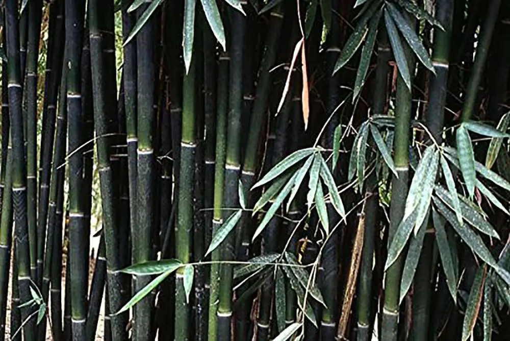 Schizostachyum funghomii - Funghom Bamboo, Funghom Grass, Funghom Bluestem