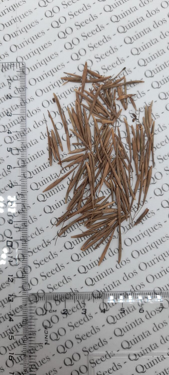 Schizostachyum funghomii - Funghom Bamboo, Funghom Grass, Funghom Bluestem - Image 2