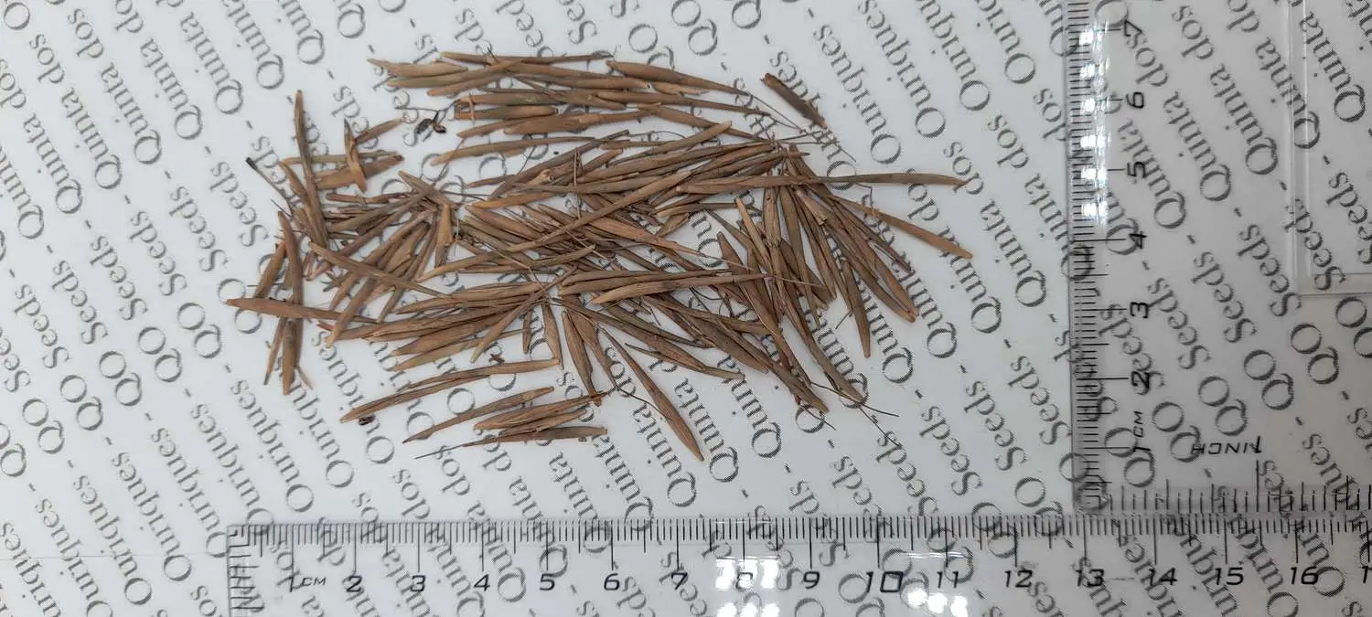 Schizostachyum funghomii - Funghom Bamboo, Funghom Grass, Funghom Bluestem - Image 2