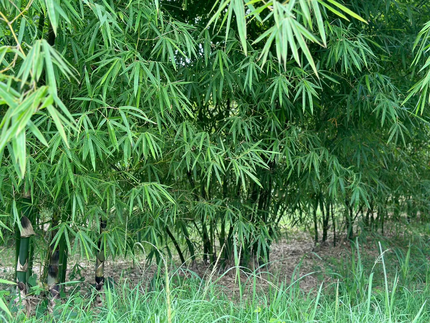 Schizostachyum funghomii - Funghom Bamboo, Funghom Grass, Funghom Bluestem - Image 3
