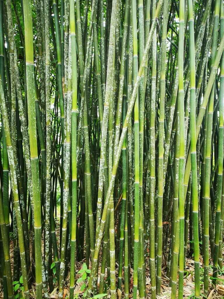 Schizostachyum funghomii - Funghom Bamboo, Funghom Grass, Funghom Bluestem - Image 3