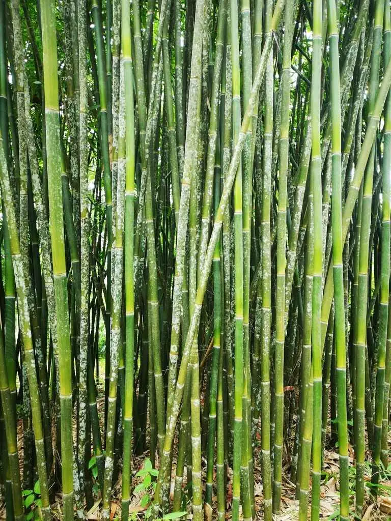 Schizostachyum funghomii - Funghom Bamboo, Funghom Grass, Funghom Bluestem - Image 4