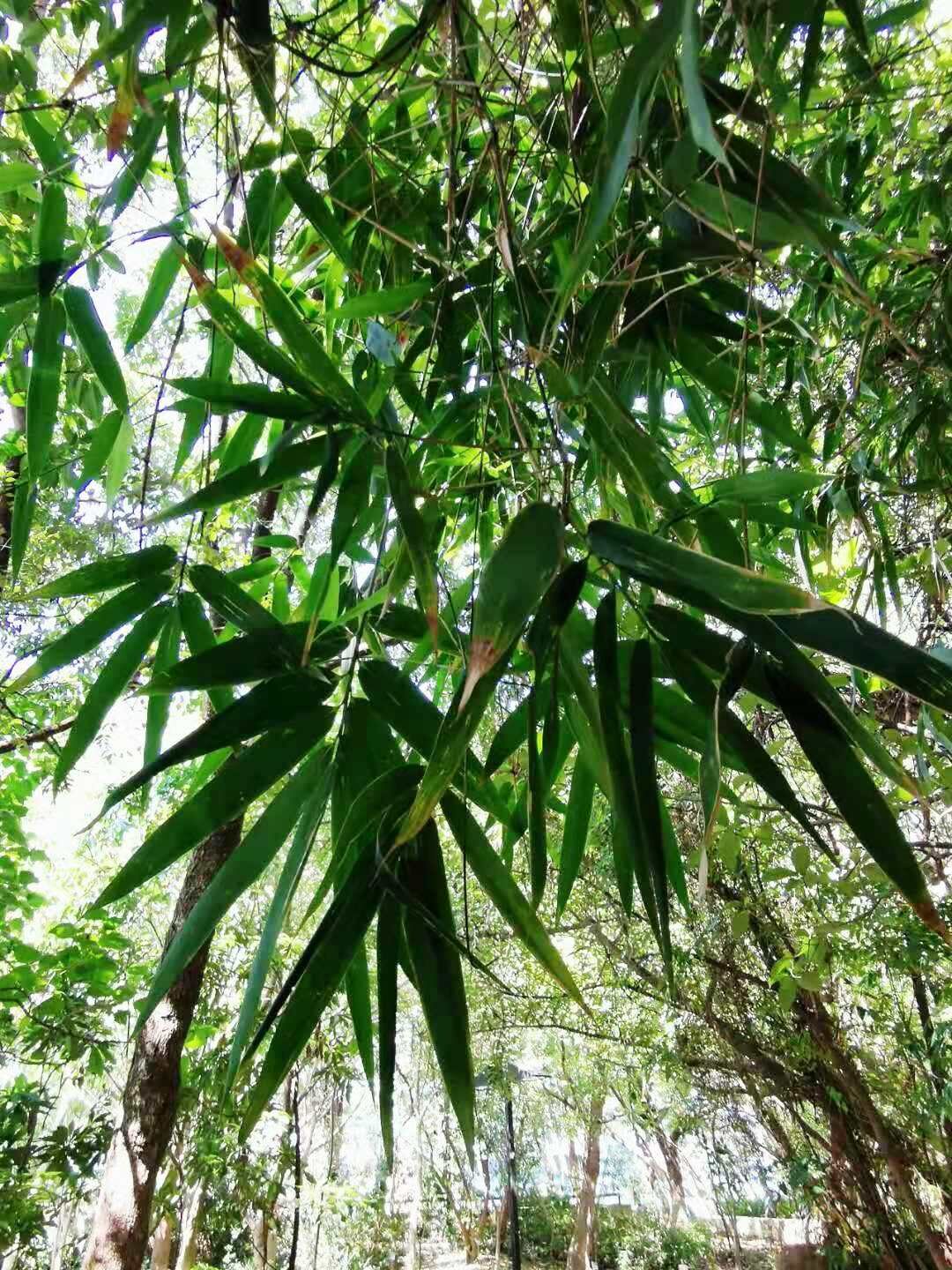 Schizostachyum funghomii - Funghom Bamboo, Funghom Grass, Funghom Bluestem - Image 4