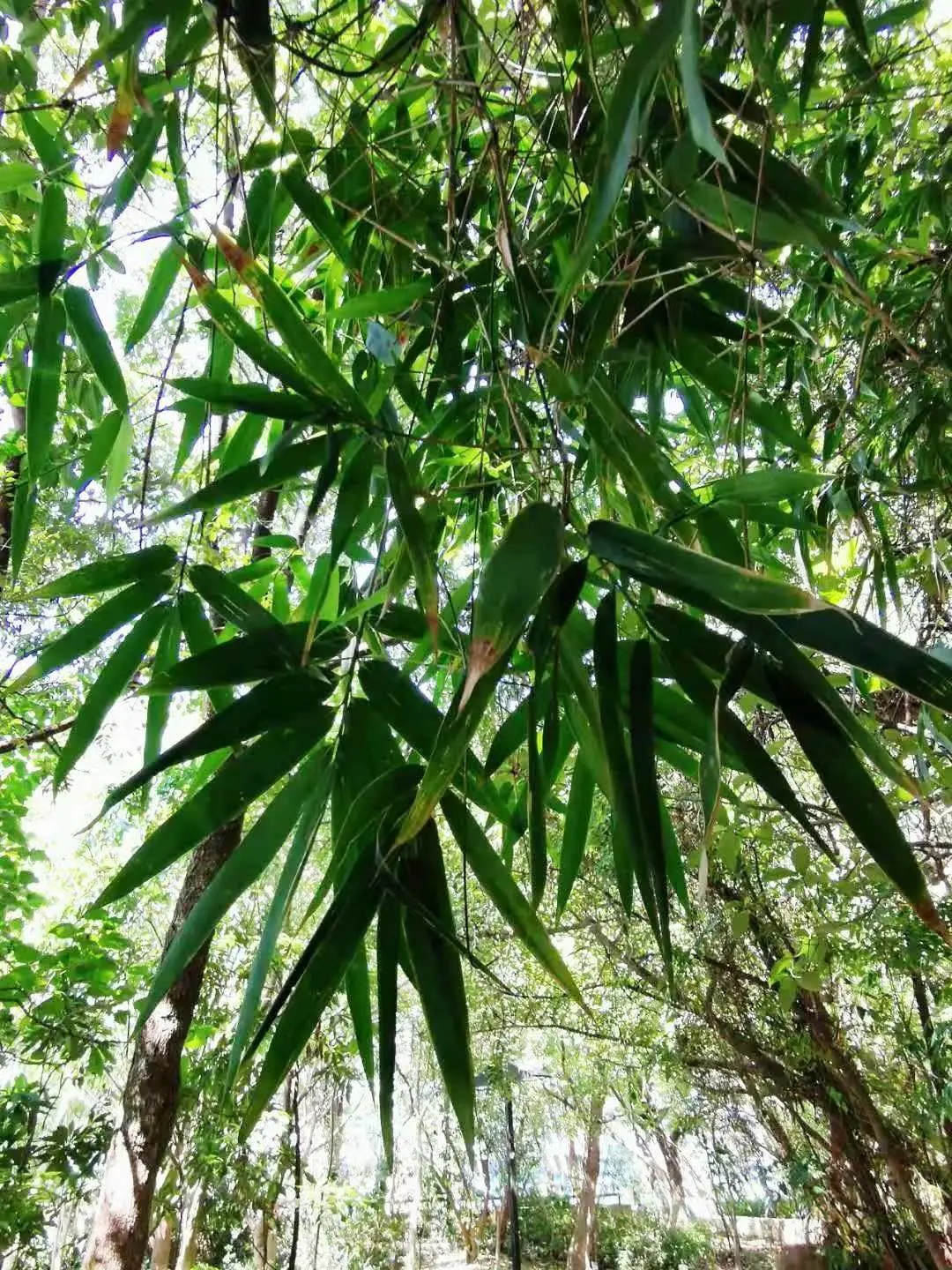 Schizostachyum funghomii - Funghom Bamboo, Funghom Grass, Funghom Bluestem - Image 5