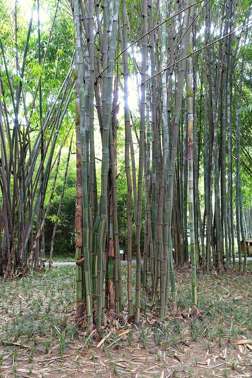 Schizostachyum funghomii - Funghom Bamboo, Funghom Grass, Funghom Bluestem - Image 5