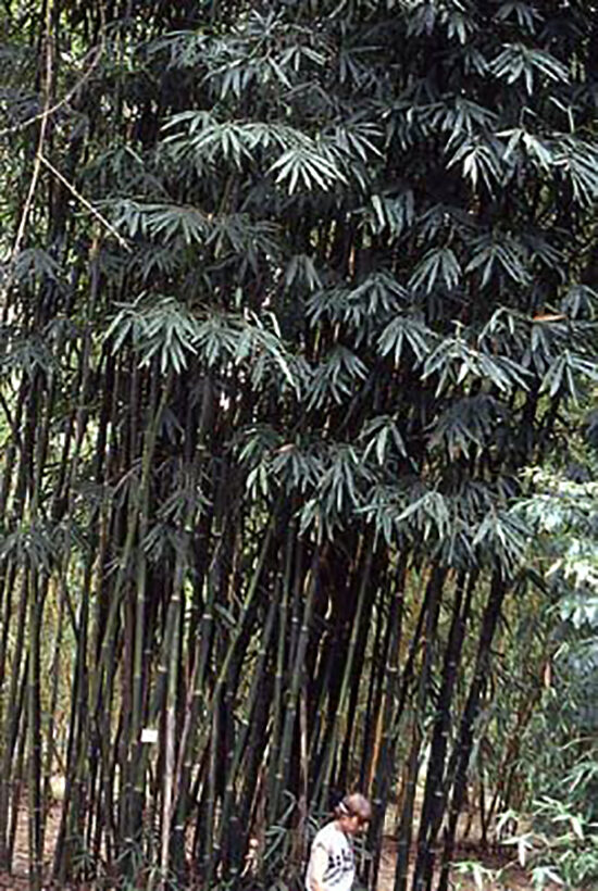 Schizostachyum funghomii - Funghom Bamboo, Funghom Grass, Funghom Bluestem - Image 6