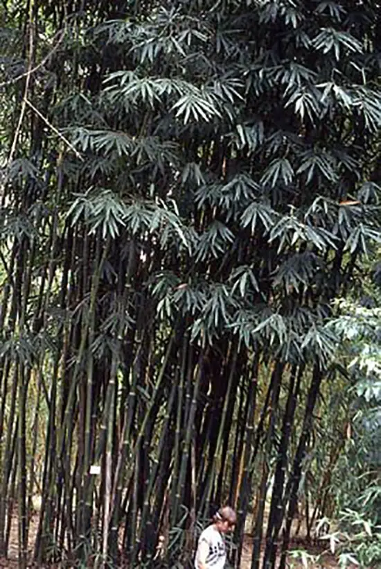 Schizostachyum funghomii - Funghom Bamboo, Funghom Grass, Funghom Bluestem - Image 7