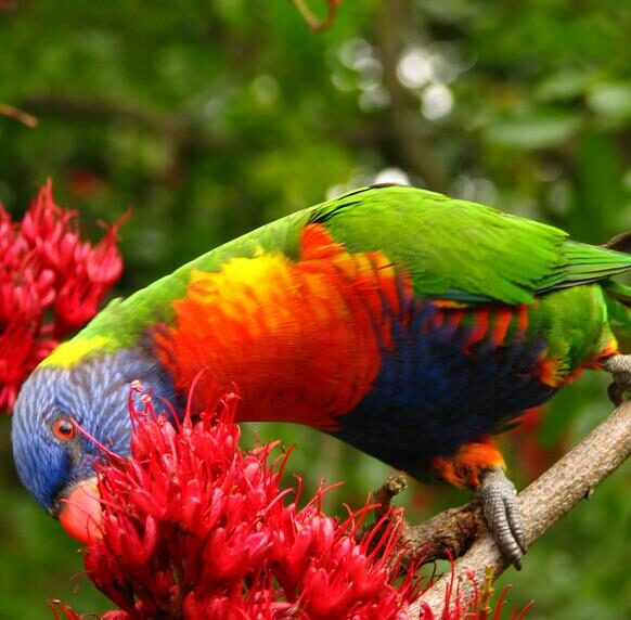 Schotia brachypetala - Drunken Parrot Tree, Weeping Boerbean, African Green Heart, Africa Nut