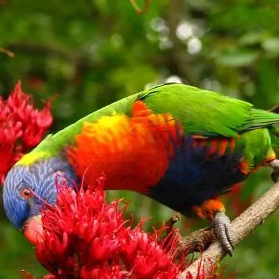 Schotia brachypetala - Drunken Parrot Tree, Weeping Boerbean, African Green Heart, Africa Nut