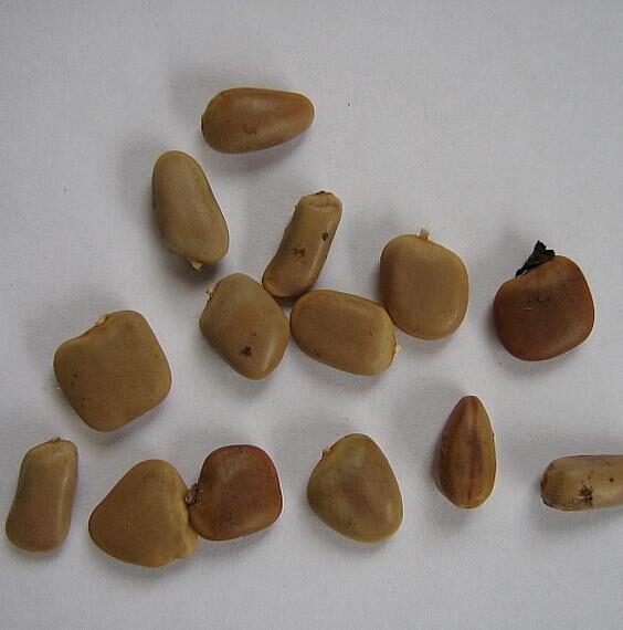 Schotia brachypetala - Drunken Parrot Tree, Weeping Boerbean, African Green Heart, Africa Nut - Image 4