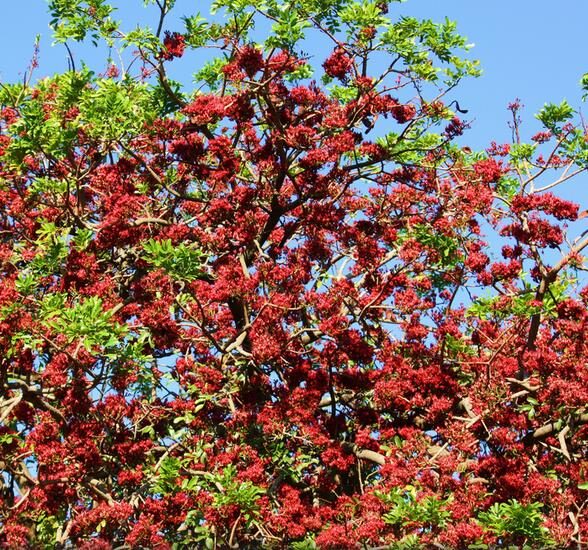 Schotia brachypetala - Drunken Parrot Tree, Weeping Boerbean, African Green Heart, Africa Nut - Image 12