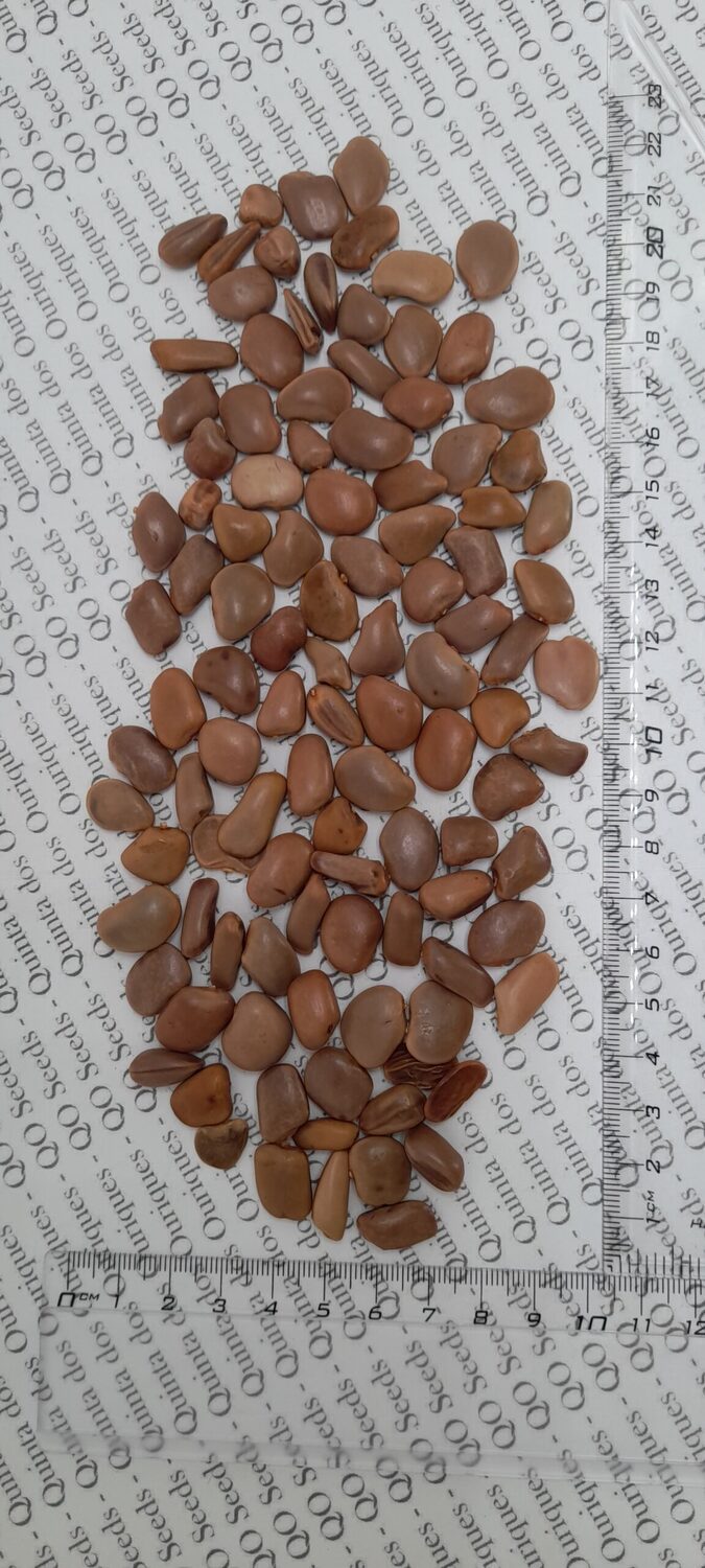 Schotia brachypetala - Drunken Parrot Tree, Weeping Boerbean, African Green Heart, Africa Nut - Image 13