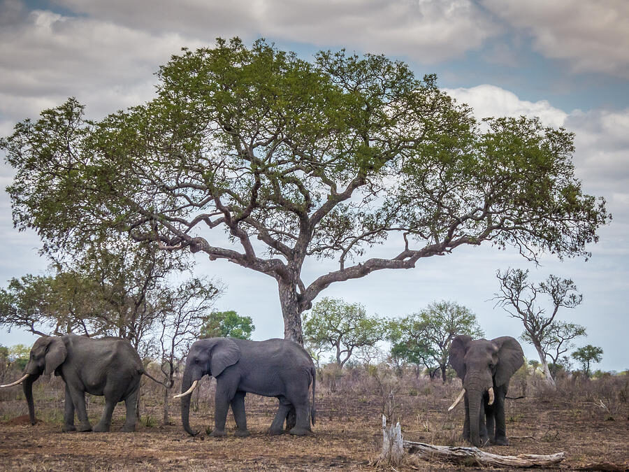 Sclerocarya birrea subsp. caffra - Marula, Amarula, Morula, Mufula, Ukanyi