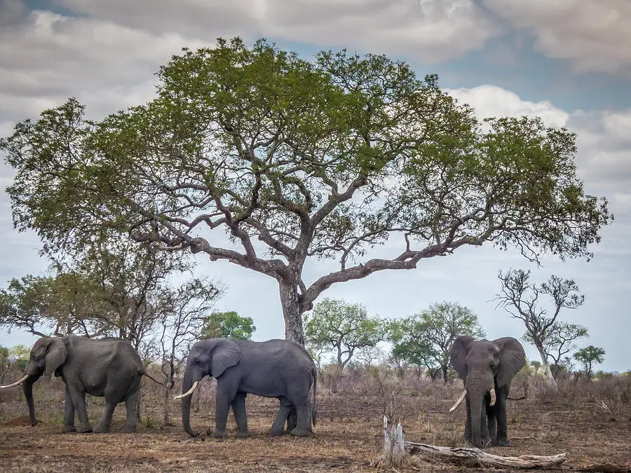 Sclerocarya birrea subsp. caffra - Marula, Amarula, Morula, Mufula, Ukanyi