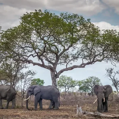 Sclerocarya birrea subsp. caffra - Marula, Amarula, Morula, Mufula, Ukanyi