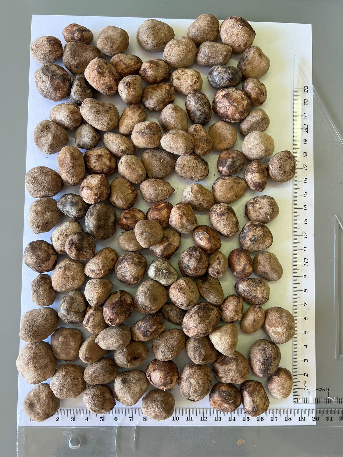 Sclerocarya birrea subsp. caffra - Marula, Amarula, Morula, Mufula, Ukanyi - Image 6