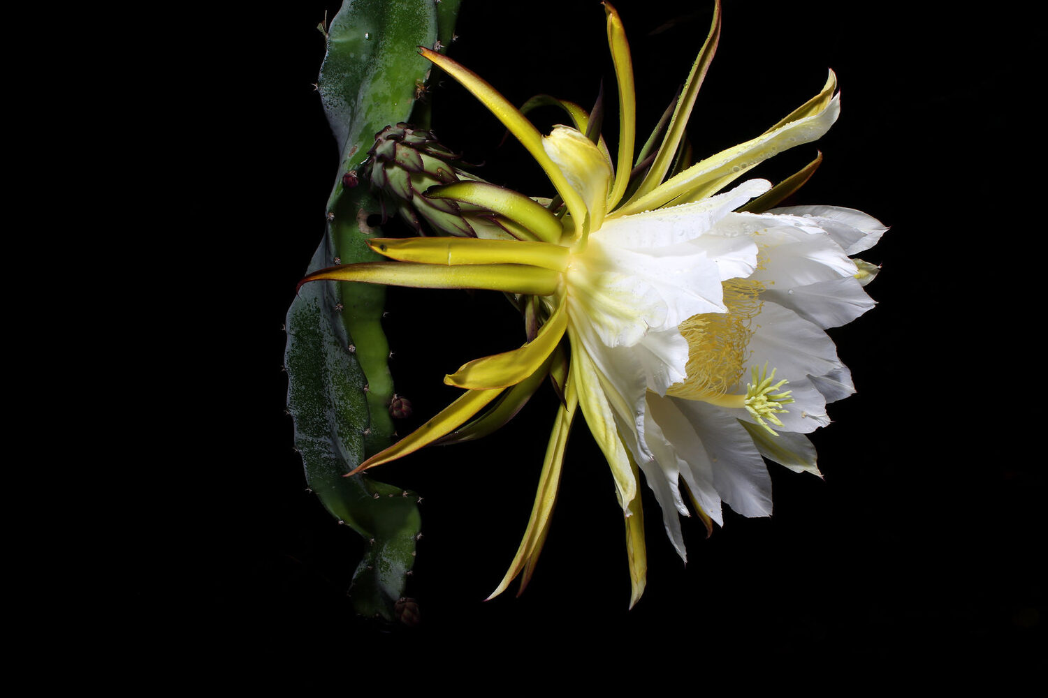 Selenicereus costaricensis / Hylocereus costaricensis 'Red Flesh' - Red Dragon Fruit, Red Pitaya, Pink Pitaya, Pink Dragon Fruit, Pinkfarbene Pitahaya, Drachenfrucht, Pink Pitahaya, Nightblooming Cactus - Image 2