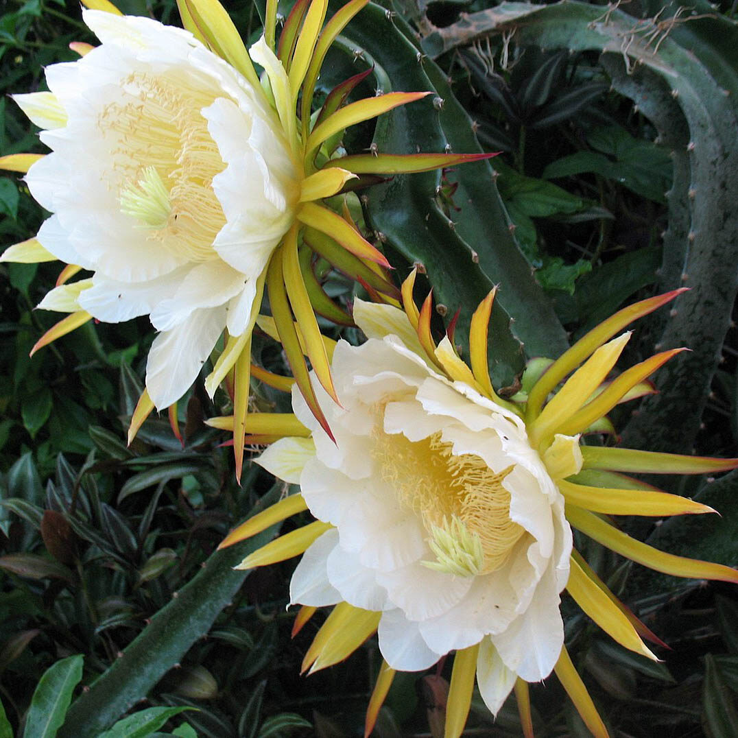 Selenicereus costaricensis / Hylocereus costaricensis 'Red Flesh' - Red Dragon Fruit, Red Pitaya, Pink Pitaya, Pink Dragon Fruit, Pinkfarbene Pitahaya, Drachenfrucht, Pink Pitahaya, Nightblooming Cactus - Image 4