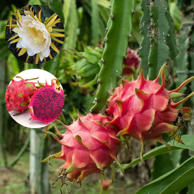 Selenicereus costaricensis / Hylocereus costaricensis 'Red Flesh' - Red Dragon Fruit, Red Pitaya, Pink Pitaya, Pink Dragon Fruit, Pinkfarbene Pitahaya, Drachenfrucht, Pink Pitahaya, Nightblooming Cactus