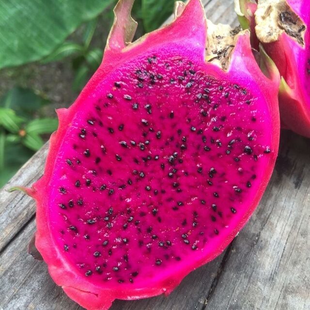 Selenicereus costaricensis / Hylocereus costaricensis 'Red Flesh' - Red Dragon Fruit, Red Pitaya, Pink Pitaya, Pink Dragon Fruit, Pinkfarbene Pitahaya, Drachenfrucht, Pink Pitahaya, Nightblooming Cactus - Image 7