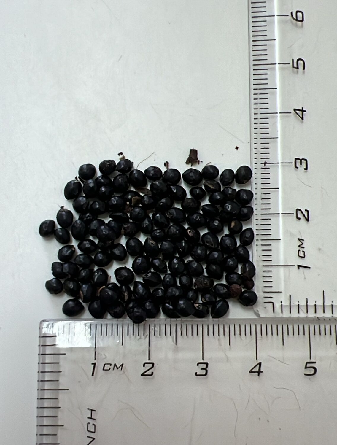 Selenicereus costaricensis / Hylocereus costaricensis 'Red Flesh' - Red Dragon Fruit, Red Pitaya, Pink Pitaya, Pink Dragon Fruit, Pinkfarbene Pitahaya, Drachenfrucht, Pink Pitahaya, Nightblooming Cactus - Image 8