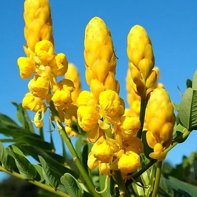 Senna alata / Cassia alata / Cassia bracteata - Candlestick Cassia, Candle Bush, Ringworm Bush, Emperor's Candlesticks