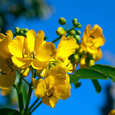 Senna alexandrina - Senna