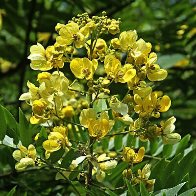 Senna siamea / Cassia siamea - Siamese cassia, kassod tree, cassod tree, cassia tree