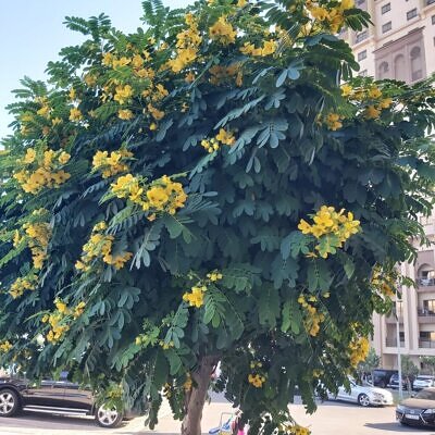 Senna sulfurea / Cassia glauca / Senna surattensis - Smooth Senna, Scrambled Egg