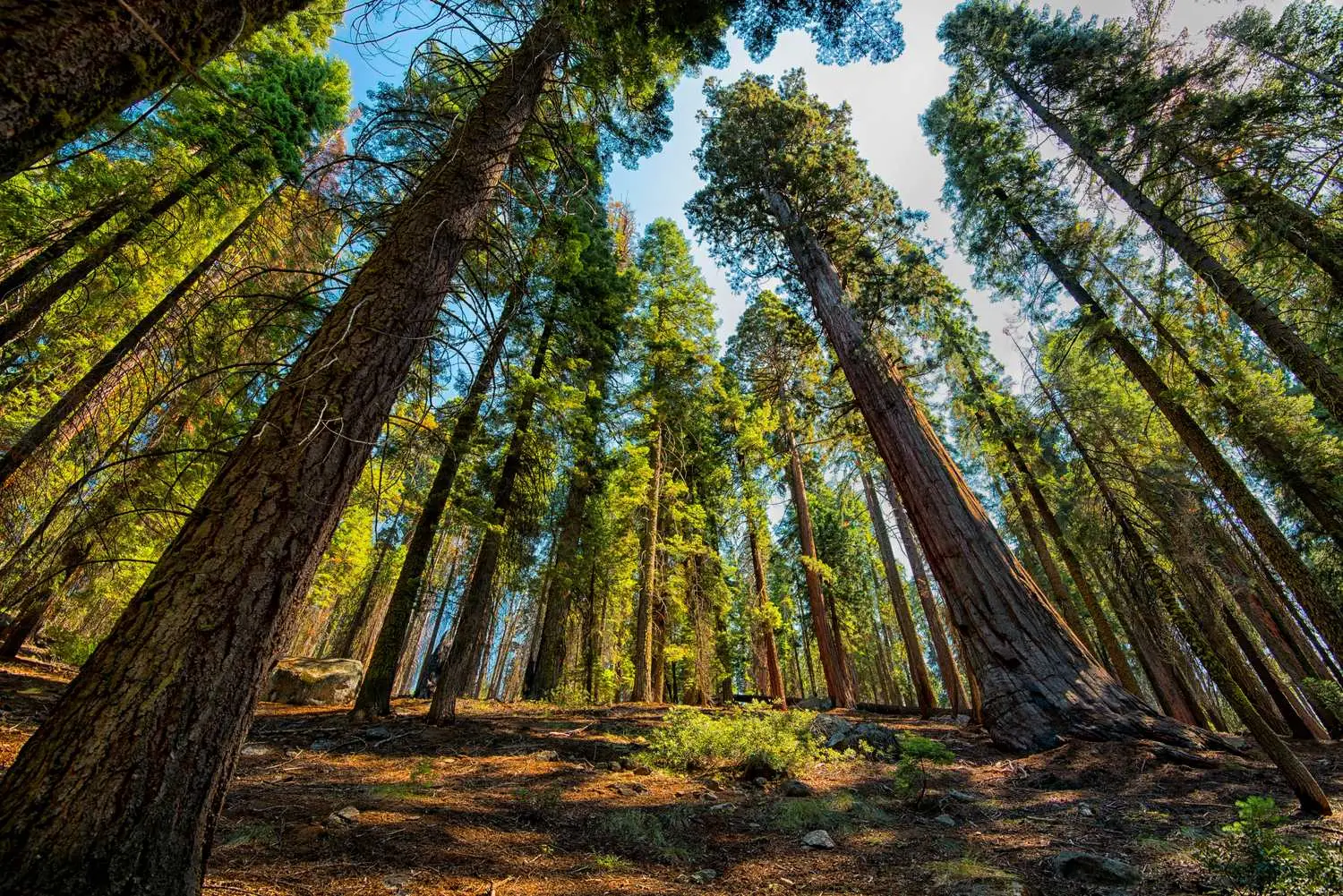 Sequoiadendron giganteum - Giant Sequoia, Sierra Redwood, Wellingtonia