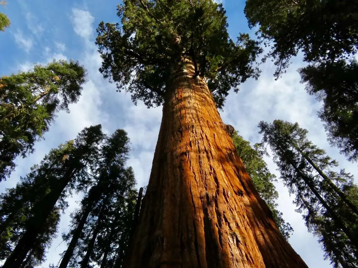 Sequoiadendron giganteum - Giant Sequoia, Sierra Redwood, Wellingtonia - Image 2