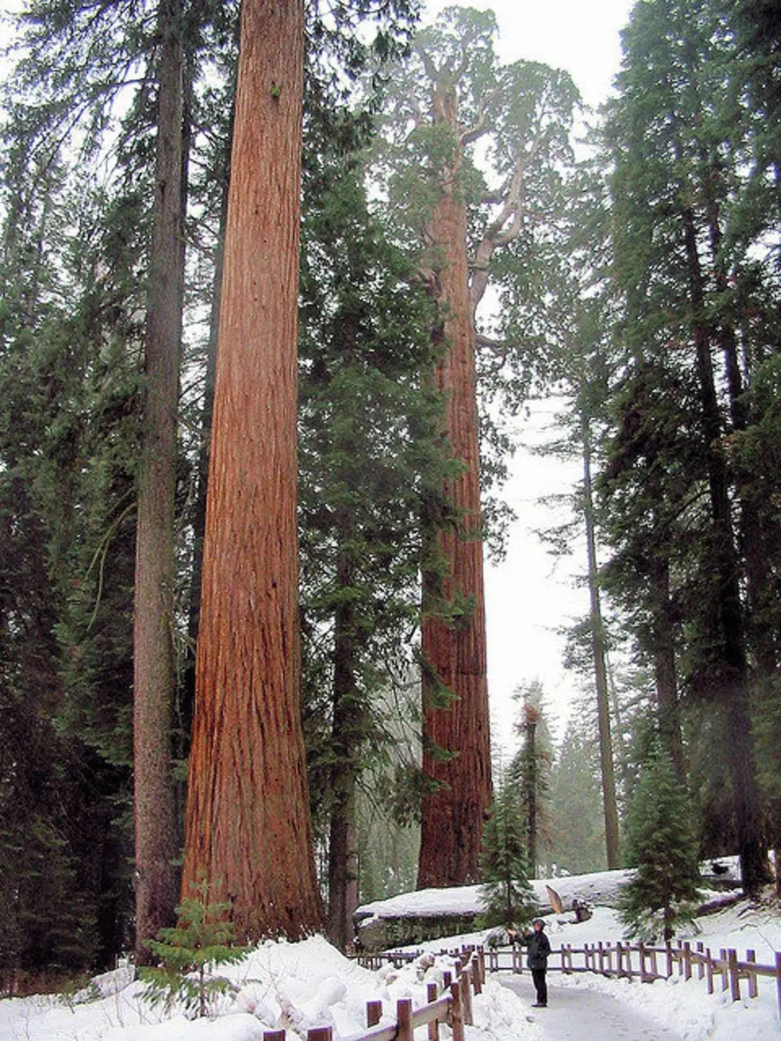 Sequoiadendron giganteum - Giant Sequoia, Sierra Redwood, Wellingtonia - Image 4
