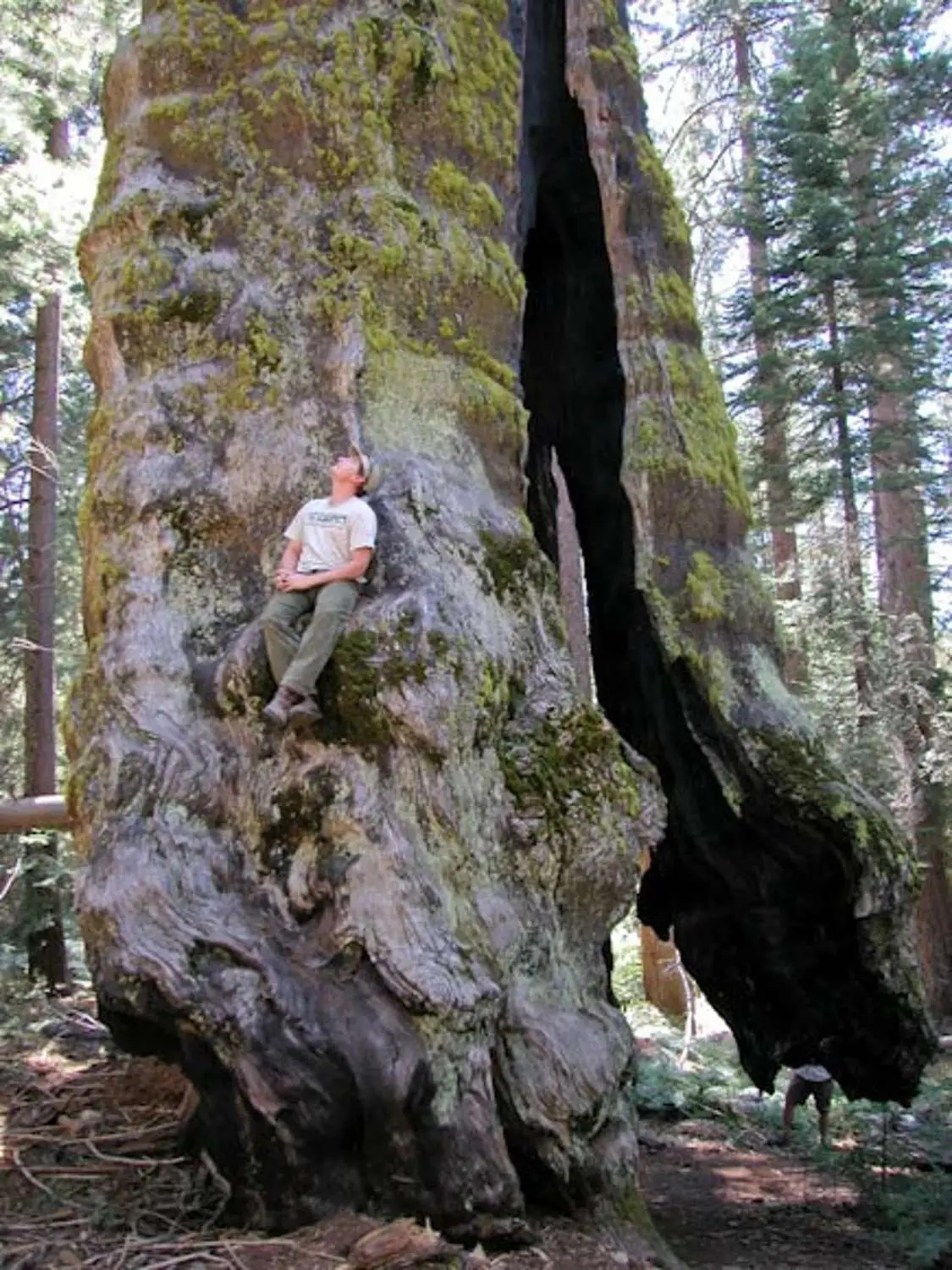 Sequoiadendron giganteum - Giant Sequoia, Sierra Redwood, Wellingtonia - Image 6