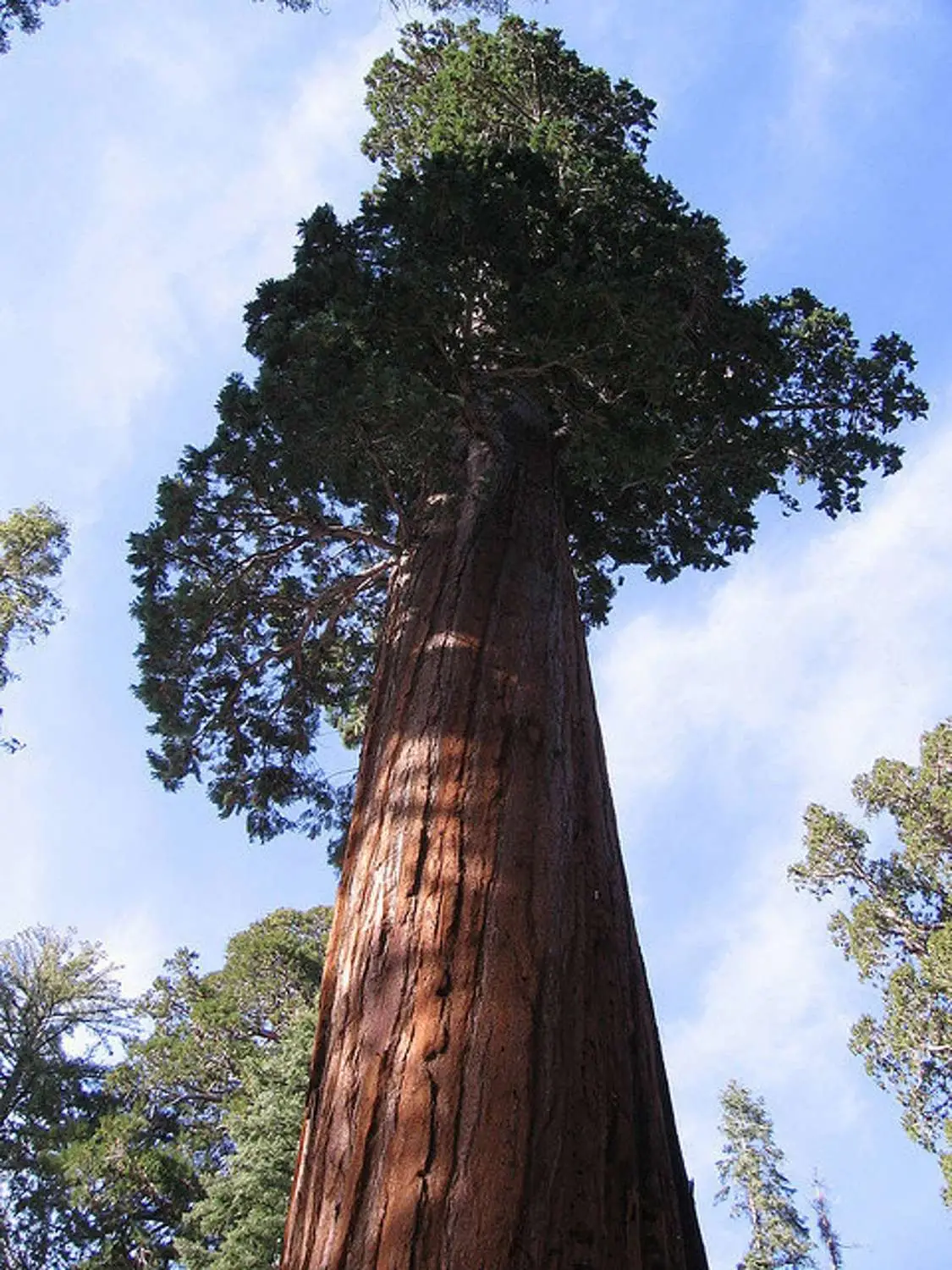Sequoiadendron giganteum - Giant Sequoia, Sierra Redwood, Wellingtonia - Image 7