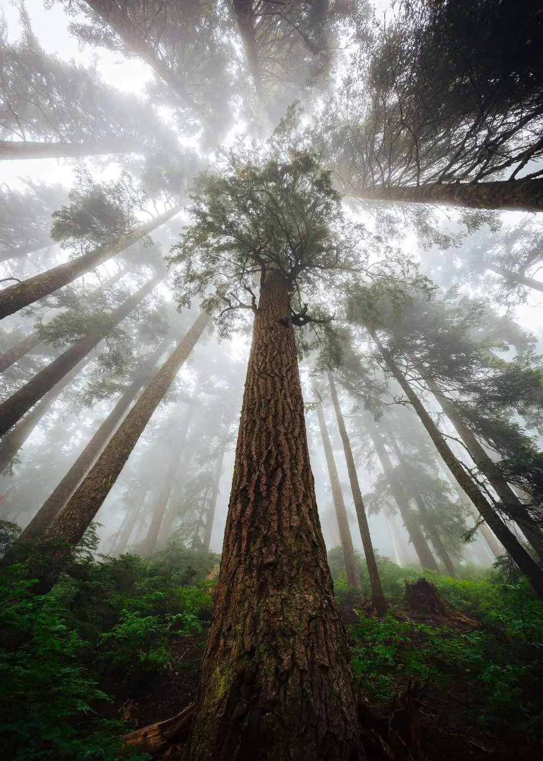 Sequoiadendron giganteum - Giant Sequoia, Sierra Redwood, Wellingtonia - Image 8