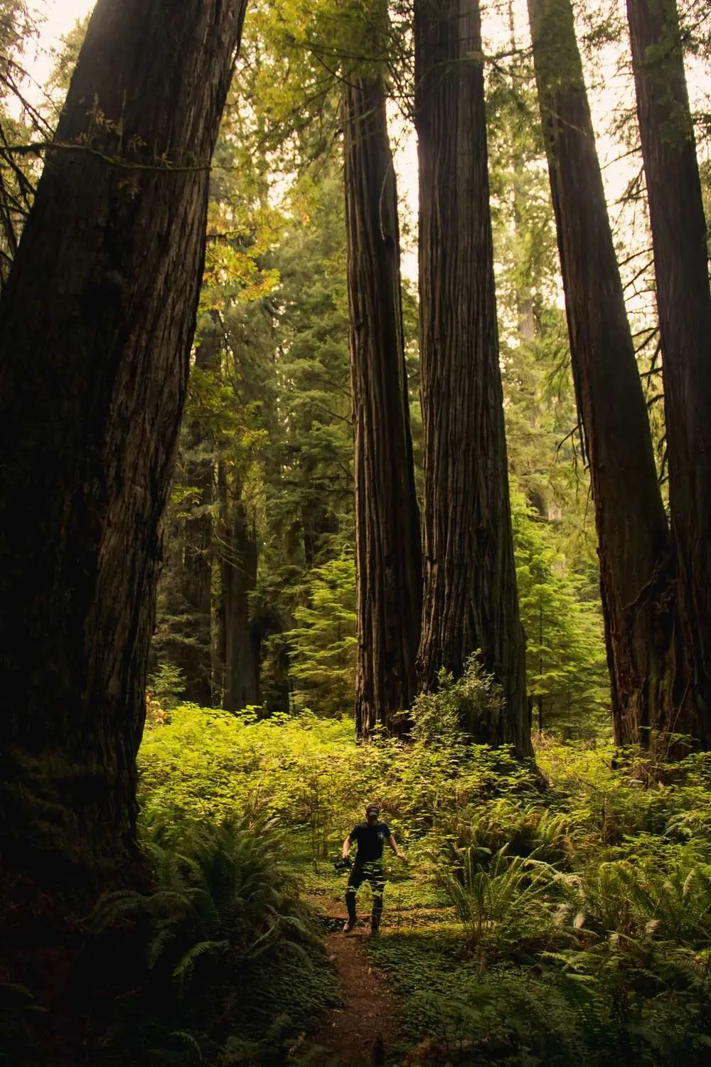 Sequoiadendron giganteum - Giant Sequoia, Sierra Redwood, Wellingtonia - Image 9