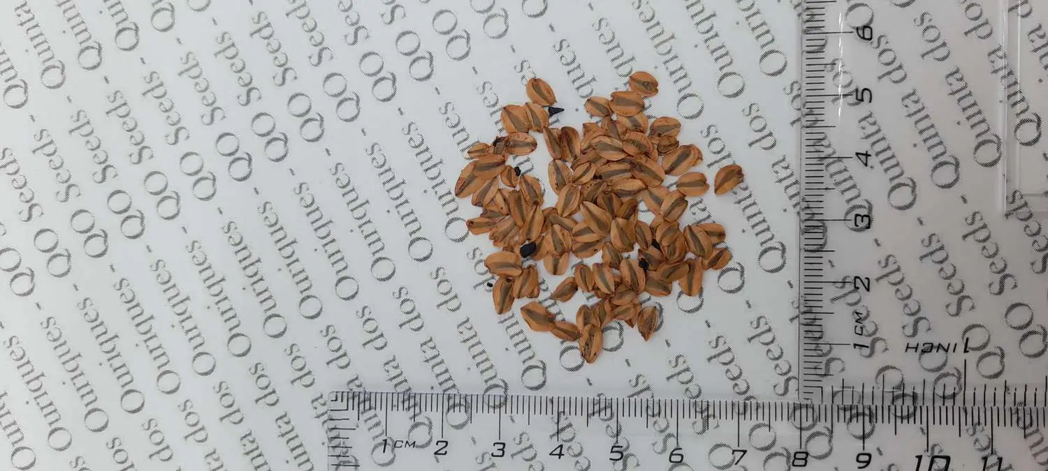 Sequoiadendron giganteum - Giant Sequoia, Sierra Redwood, Wellingtonia - Image 11