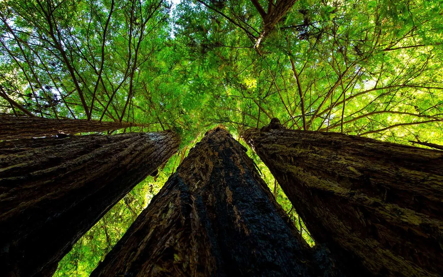 Sequoiadendron giganteum - Giant Sequoia, Sierra Redwood, Wellingtonia - Image 14