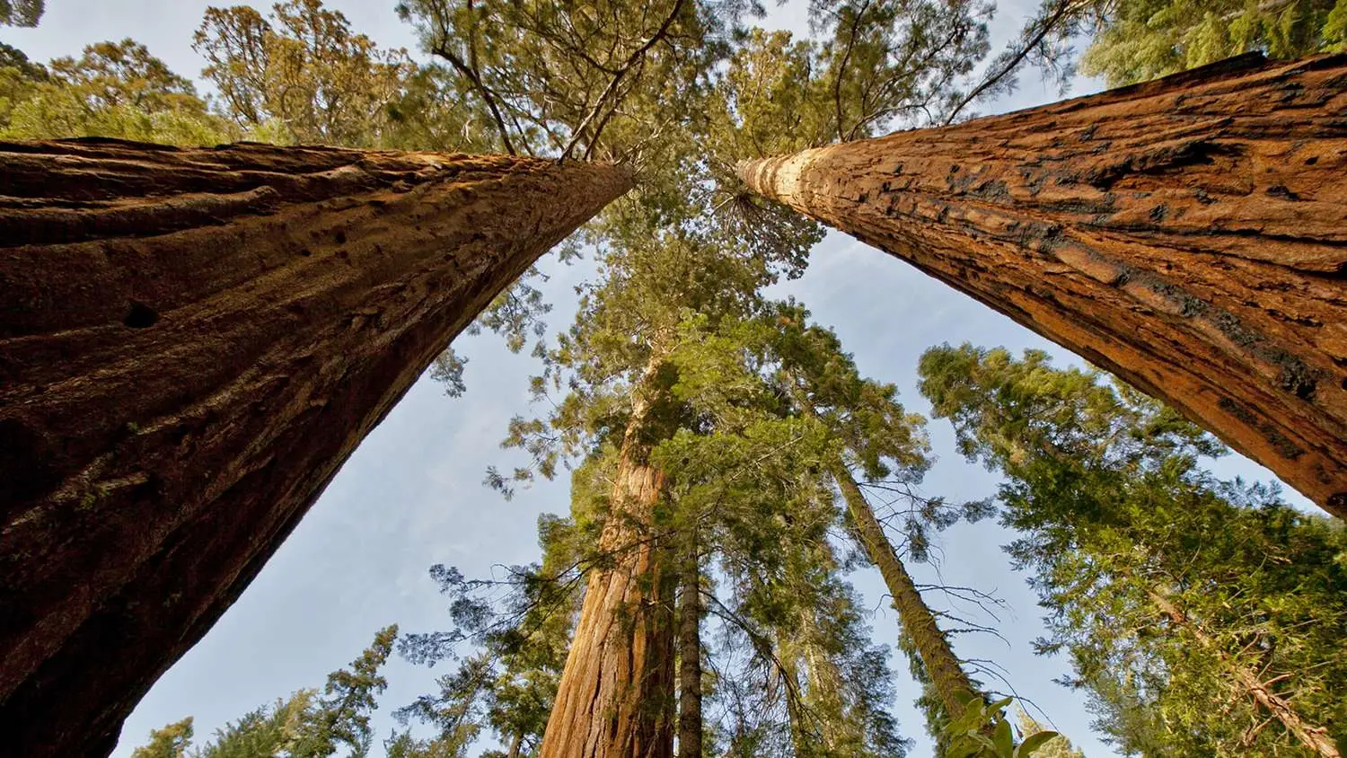 Sequoiadendron giganteum - Giant Sequoia, Sierra Redwood, Wellingtonia - Image 15