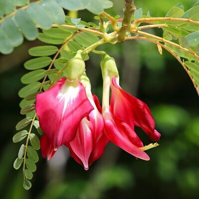 Sesbania grandiflora 'Red' - Scarlet Wisteria Tree