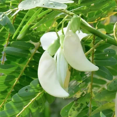 Sesbania grandiflora 'White' - Vegetable Hummingbird, West Indian Pea, Jayanti, Agati, Katurai