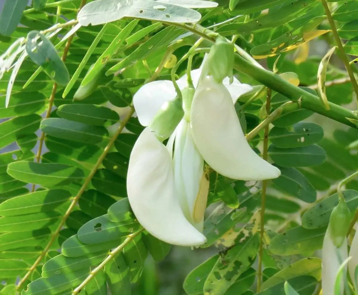 Sesbania grandiflora 'White' - Vegetable Hummingbird, West Indian Pea, Jayanti, Agati, Katurai
