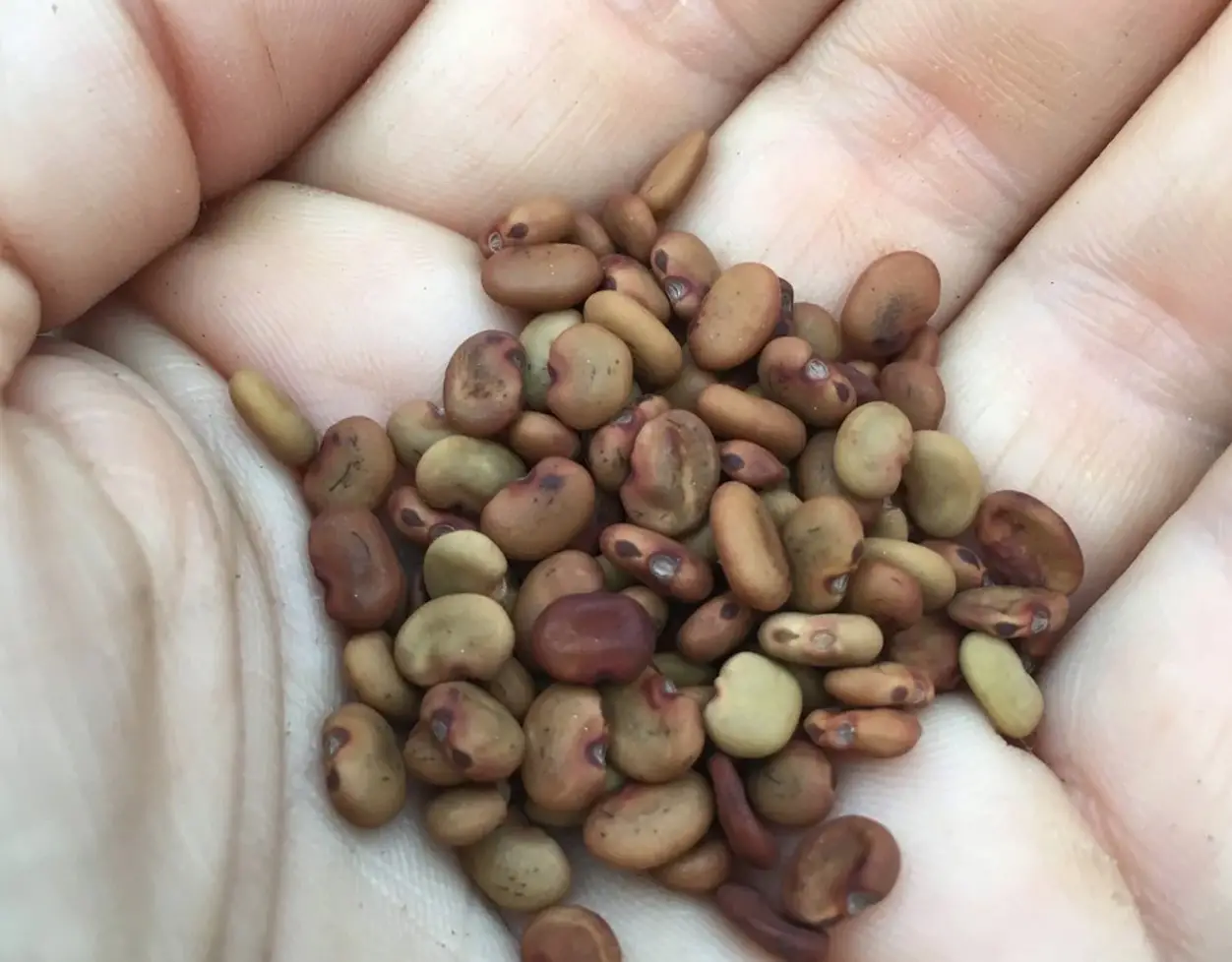 Sesbania grandiflora 'White' - Vegetable Hummingbird, West Indian Pea, Jayanti, Agati, Katurai - Image 2