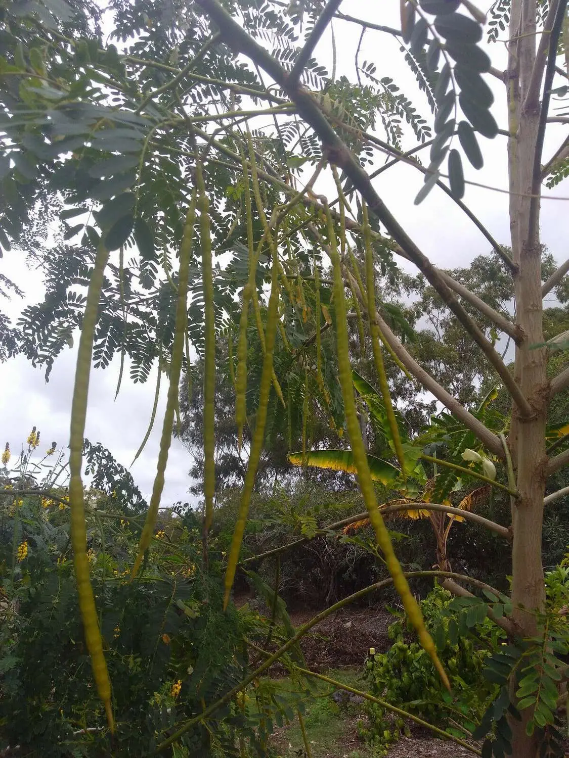 Sesbania grandiflora 'White' - Vegetable Hummingbird, West Indian Pea, Jayanti, Agati, Katurai - Image 8