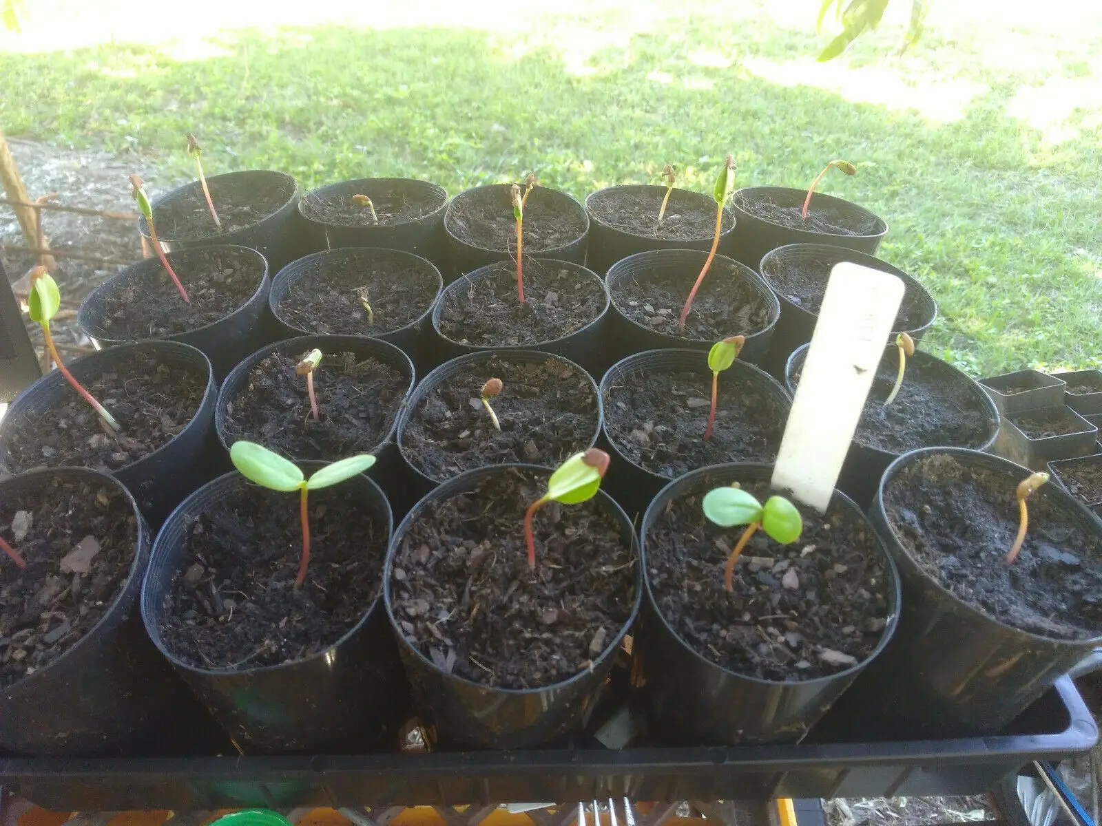 Sesbania grandiflora 'White' - Vegetable Hummingbird, West Indian Pea, Jayanti, Agati, Katurai - Image 9