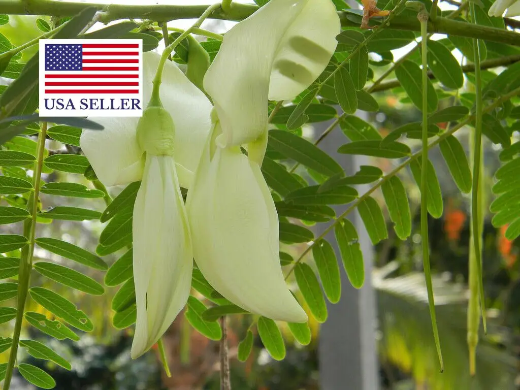 Sesbania grandiflora 'White' - Vegetable Hummingbird, West Indian Pea, Jayanti, Agati, Katurai - Image 13