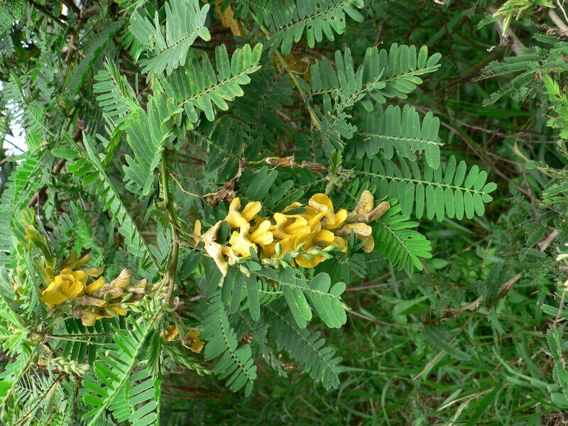 Sesbania sesban - Egyptian riverhemp - Image 3