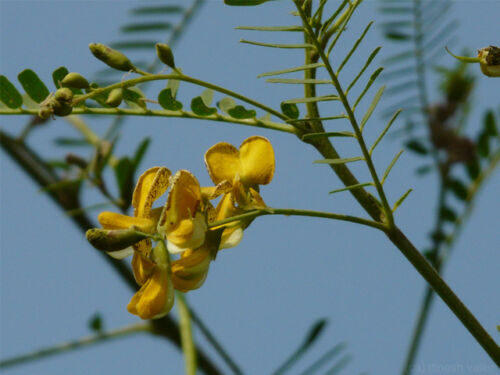 Sesbania sesban - Egyptian riverhemp - Image 7
